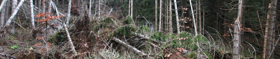 Vzroki in vplivi vetroloma (december 2017) na nadaljnji razvoj jelovo-bukovih sestojev v Sloveniji